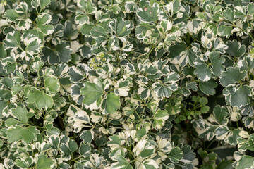 Ming Aralia leaves background.Polyscias guilfoylei plant or the Geranium Aralia in a garden.