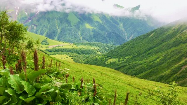 Scenic view of green mountains background with various georgian flora in foreground.