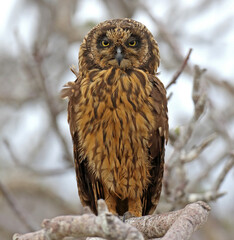 Galapagos Short-eared Owl, Asio flammeus galapagoensis