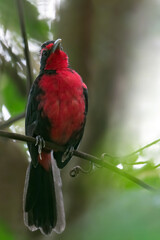 Rosy Thrush-Tanager, Rhodinocichla rosea