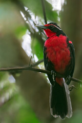 Rosy Thrush-Tanager, Rhodinocichla rosea