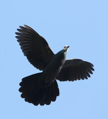 Solilongan Sula Cuckoo-dove, Turacoena sulaensis