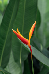 Beautiful Heliconia flower. Common names for the genus include Dwarf Jamaican flower,lobster-claws, toucan peak, wild plantains or false bird-of-paradise.