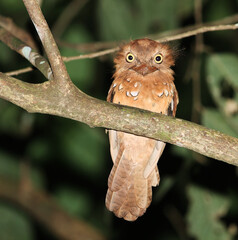Blyth's Frogmouth, Batrachostomus affinis