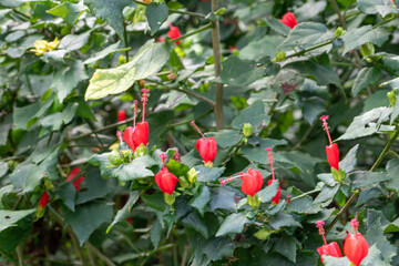Obraz premium Close up red pollen Hibiscus flower.Selective focus red Hibiscus flower bloom in the garden. 