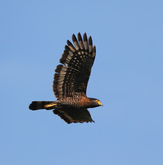 Sulawesi Serpent Eagle, Spilornis rufipectus