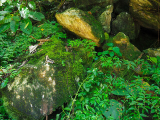 Round natural beautiful green moss on the stone background texture beautiful in nature, Green spruce branches, Beautiful background of moss for wallpaper.