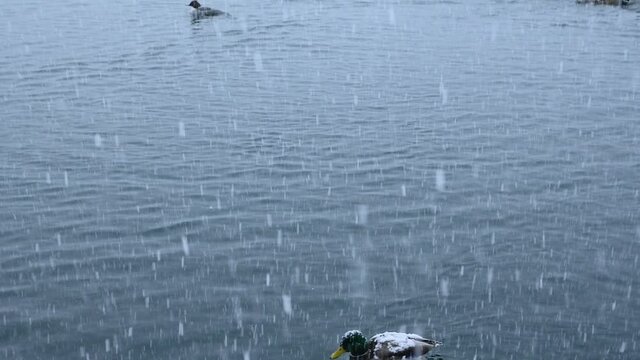 Snow Falling On Lake Bled, Slovenia. Group Of Mallard Ducks Swimming In Freezing Cold Water. Static Shot, Wide Angle