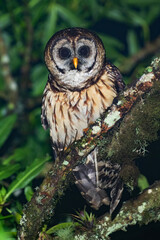 Fulvous Owl, Strix fulvescens