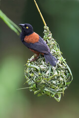 Vieillot's Black Weaver, Ploceus nigerrimus