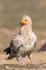 Egyptian Vulture, Neophron percnopterus