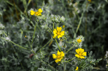 Field yellow flowers in the meadow and on a summer day.