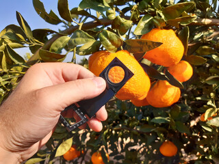 Supervisor tests citrus fruits of the citrus trees with a handheld magnifier for insect pests  © Alexey Protasov