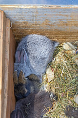 Rabbits in Box