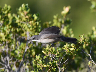 Western Orphean Warbler, Sylvia hortensis