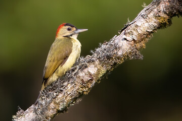 Fototapeta premium Johnston's Elliot's Woodpecker, Dendropicos elliotii johnstoni
