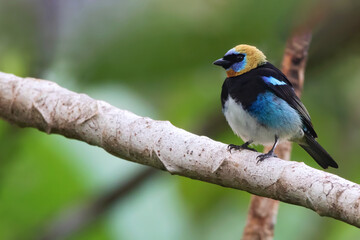 Golden-hooded Tanager, Stilpnia larvata