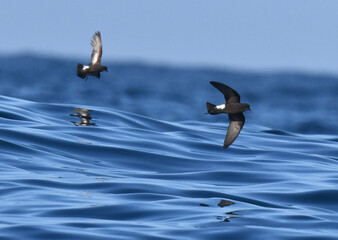 Wilson's Storm Petrel, Oceanites oceanicus