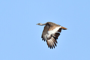 Great Bustard, Otis tarda