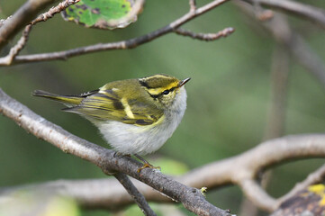 Pallas's Leaf Warbler, Phylloscopus proregulus