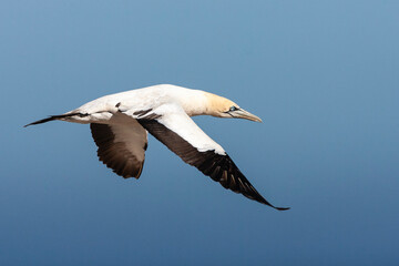 Cape Gannet, Morus capensis