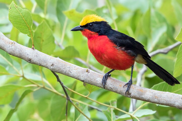 Yellow-crowned Gonolek, Laniarius barbarus