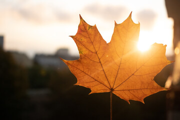 Maple tree leaf on sunset