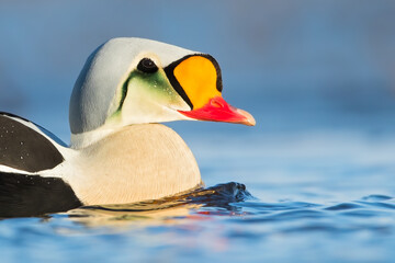 King Eider, Somateria spectabilis