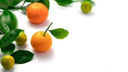 Ripe tangerines with leaves on a white background.