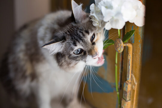 Gato comiendo una flor en una ventana