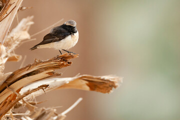 Bonte Tapuit, Pied Wheatear, Oenanthe pleschanka