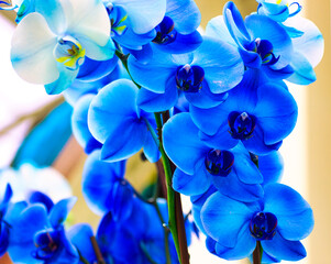 Blue Orchids In Bloom