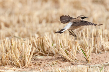 Oostelijke Blonde Tapuit, Eastern Black-eared Wheatear, Oenanthe melanoleuca