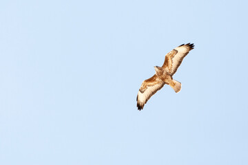 Steppe Buzzard, Buteo buteo vulpinus