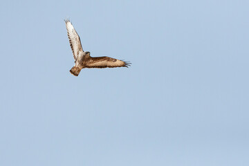Steppe Buzzard, Buteo buteo vulpinus