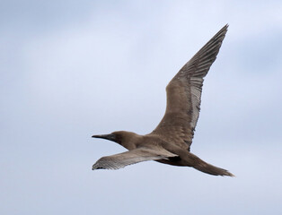 Red-footed Booby, Sula sula websteri