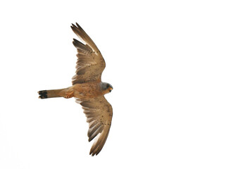 Lesser Kestrel, Falco naumanni