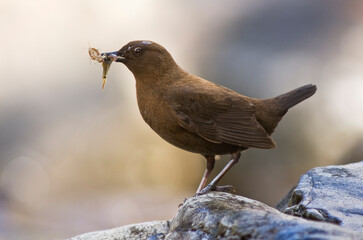 Brown Dipper, Cinclus pallasii