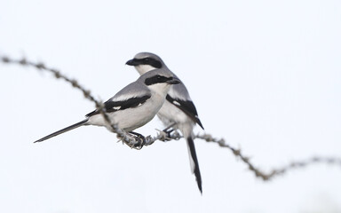 Loggerhead Shrike, Lanius ludovicianus