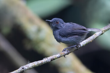 White-tailed Warbler, Poliolais lopezi