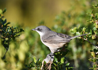 Western Orphean Warbler, Sylvia hortensis