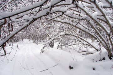 Winter frosty day in a beautiful snowy forest. The road in the snowy forest.