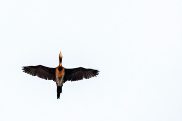 Pygmy Cormorant, Microcarbo pygmaeus