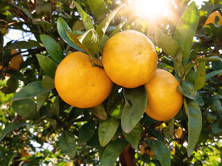 Citrus fruit grow on a tree on the agricultural plantation 