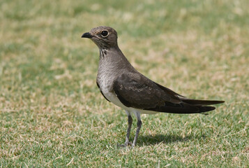 Collared Pratincole, Glareola pratincola