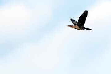 Pygmy Cormorant, Microcarbo pygmaeus