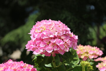 Flores