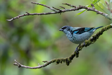 Azure-rumped Tanager, Poecilostreptus cabanisi