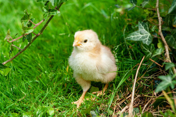 chicken in the grass. Yellow baby chick on meadow
