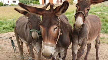 Animales